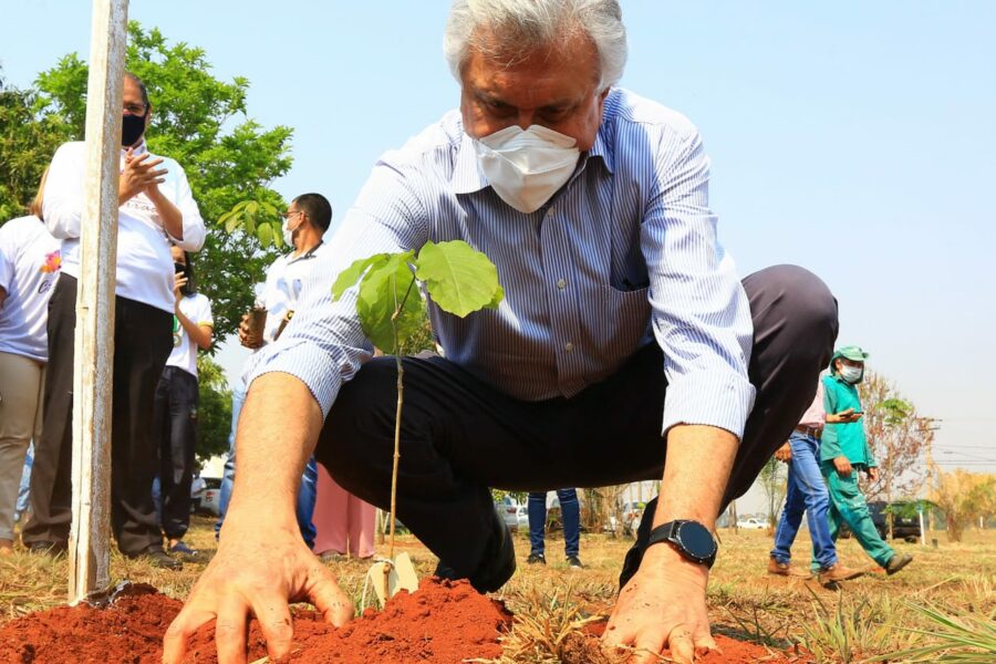 No Dia da Árvore, Caiado planta ipê e lança Movimento Goiás pelo Cerrado