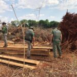 Semad interrompe desmatamento de árvores raras do Cerrado em Itaguari