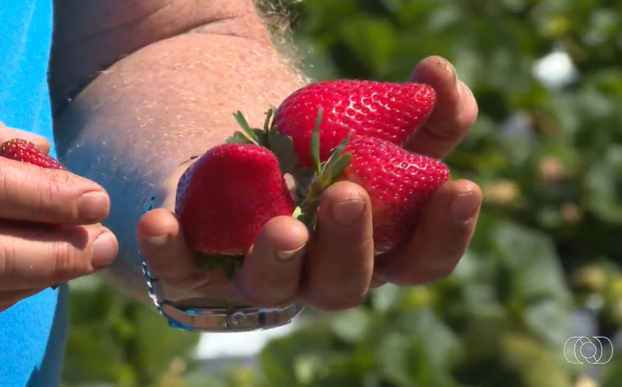 Produção de morango assistida pela Emater é destaque no Jornal do Campo