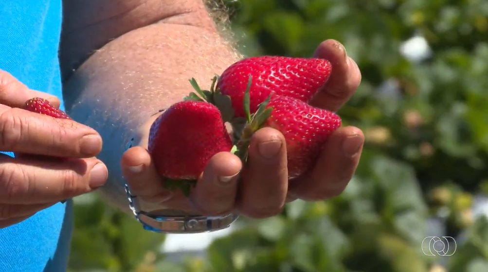 Produção de morango assistida pela Emater é destaque no Jornal do Campo