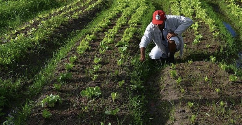 Goiás está na lista de Estados com bônus para produtos da agricultura familiar