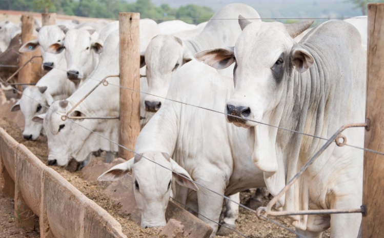 Em Goiás, VBP da Agropecuária deve crescer 11,4% em 2021