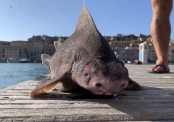 Tubarão bizarro é encontrado morto no Mar Mediterrâneo