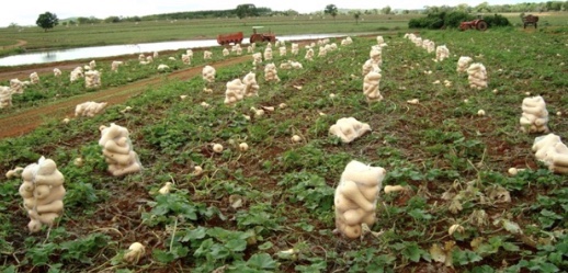 Emater Ao Vivo exibe live sobre manejo de plantas daninhas