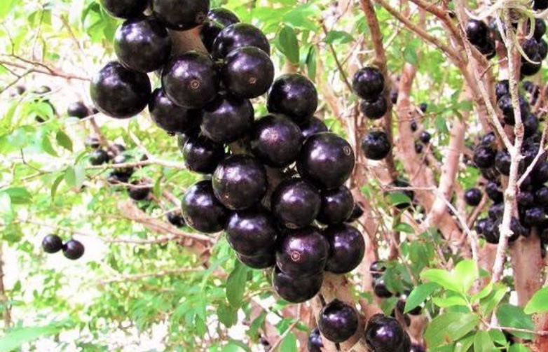 Temporada de jabuticaba movimenta turismo rural em Hidrolândia