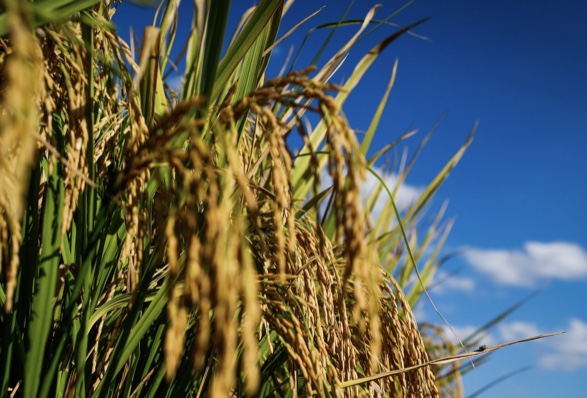 Soja, arroz e trigo têm desempenho positivo em Goiás