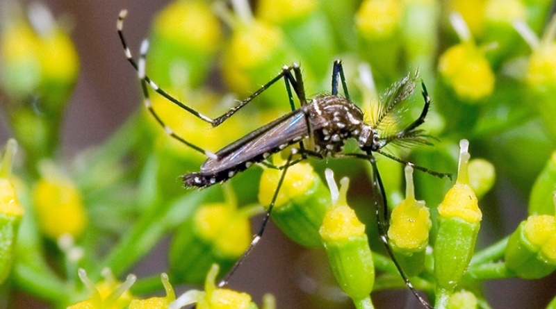 Saúde divulga situação das arboviroses no Brasil e em Goiás