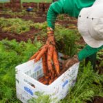 Agro goiano criou mais de nove mil empregos formais no acumulado de 2021