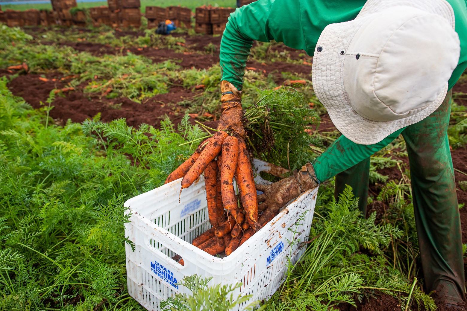 Agro goiano criou mais de nove mil empregos formais no acumulado de 2021