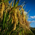 Agro em Dados aponta avanço na produção de arroz em Goiás