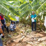 Emater realiza Dia de Campo sobre desafios sanitários no cultivo de banana