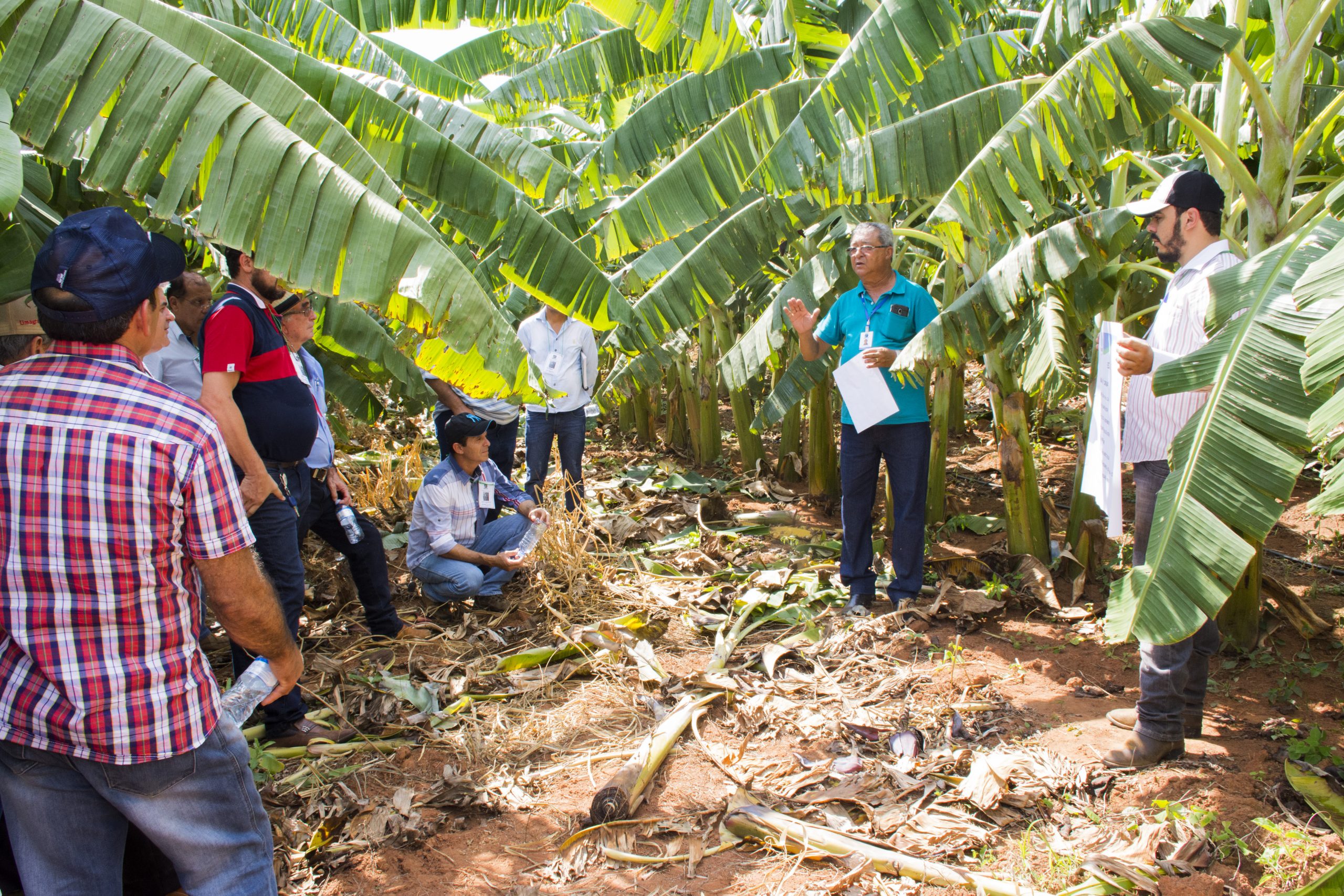 Emater realiza Dia de Campo sobre desafios sanitários no cultivo de banana