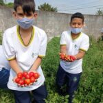 Hortas escolares contribuem para a fartura da merenda