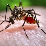 Alerta para risco de dengue com aumento das chuvas