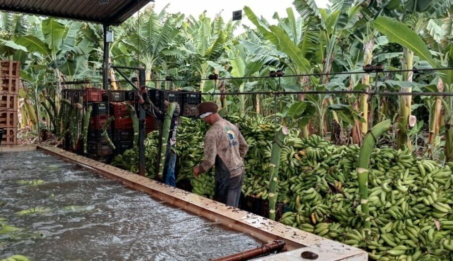 Emater e produtores rurais visitam Jaíba-MG para conhecer banana irrigada na região