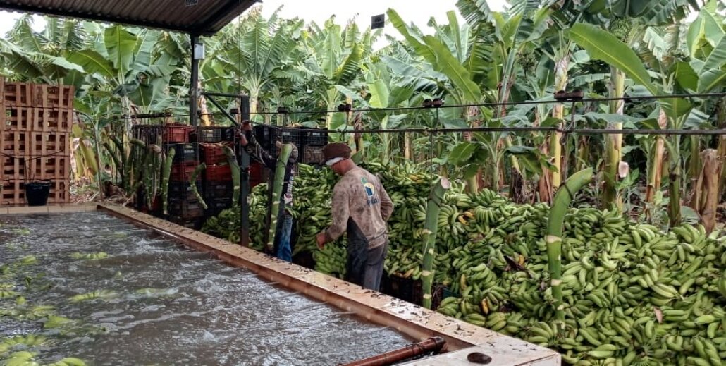 Emater e produtores rurais visitam Jaíba-MG para conhecer banana irrigada na região