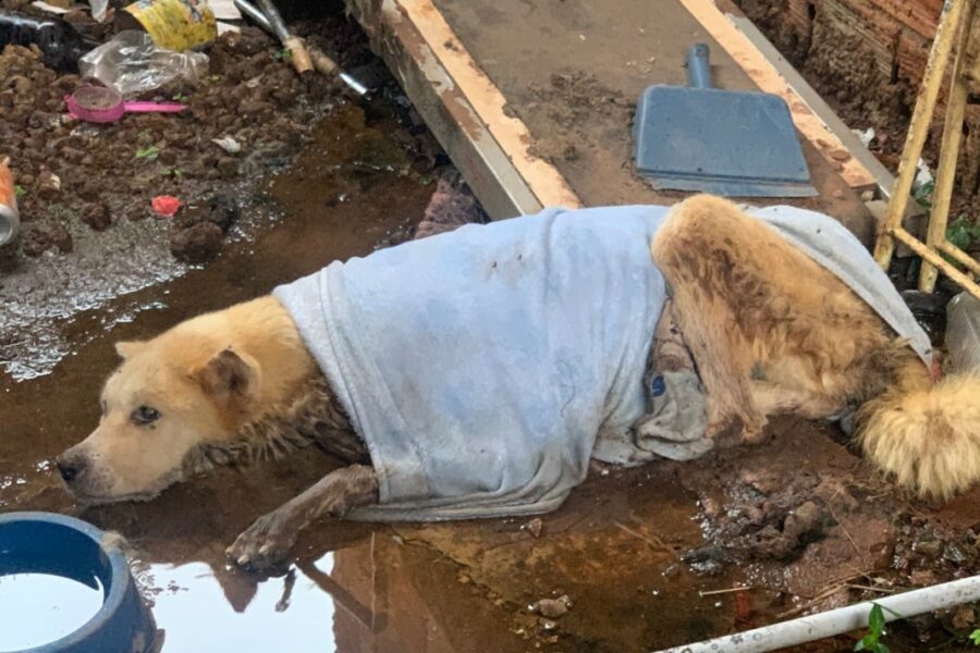 Polícia resgata cães vítimas de maus-tratos em Goiânia