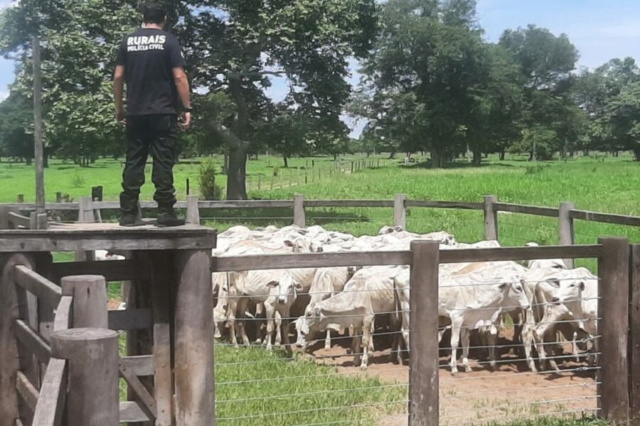 Operação Duplicidade recupera gado furtado no interior do Estado