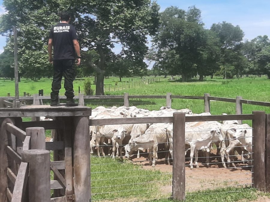 Operação Duplicidade recupera gado furtado no interior do Estado