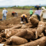 Área plantada de mandioca deve registrar crescimento de 15%, em Goiás