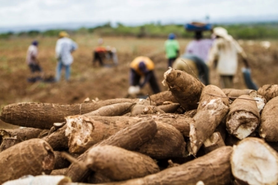 Área plantada de mandioca deve registrar crescimento de 15%, em Goiás