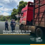 DRF de Rio Verde flagra transporte irregular de bovinos