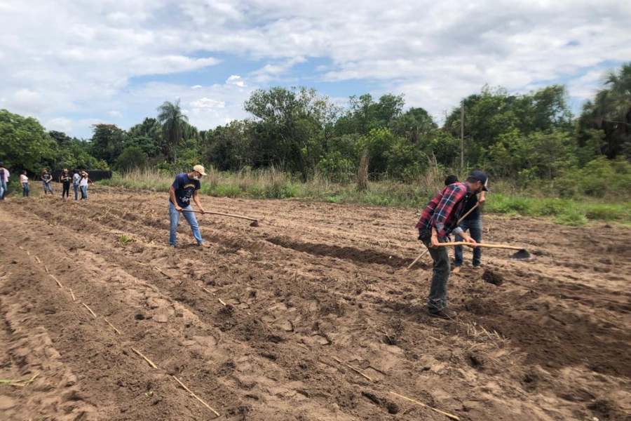 Emater e UEG implantam unidades de multiplicação de BRS Capiaçu em Posse