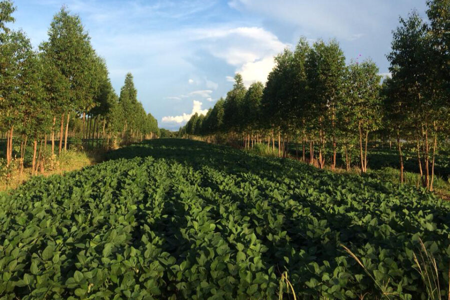 Pecuarista assistido pela Emater investe em sistema ILPF e se torna referência para agricultura familiar