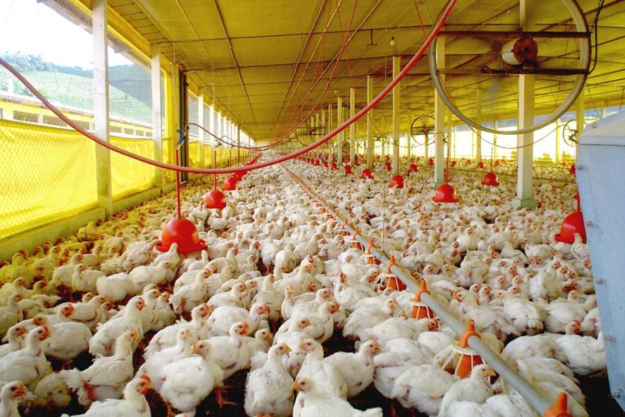 Goiás bate recorde no abate de frangos e cresce no abate de bovinos
