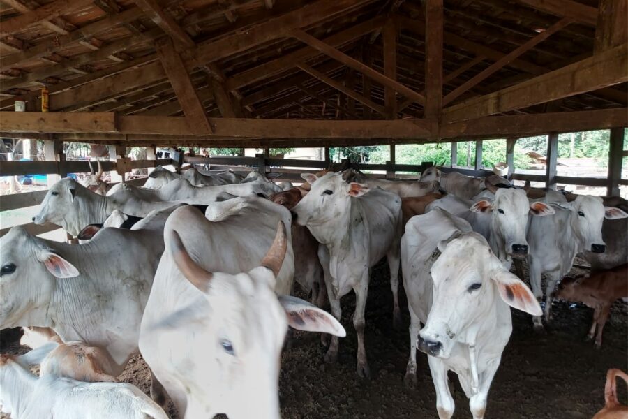 3º Fórum Goiás Livre de Febre Aftosa Sem Vacinação será nesta quinta (9)