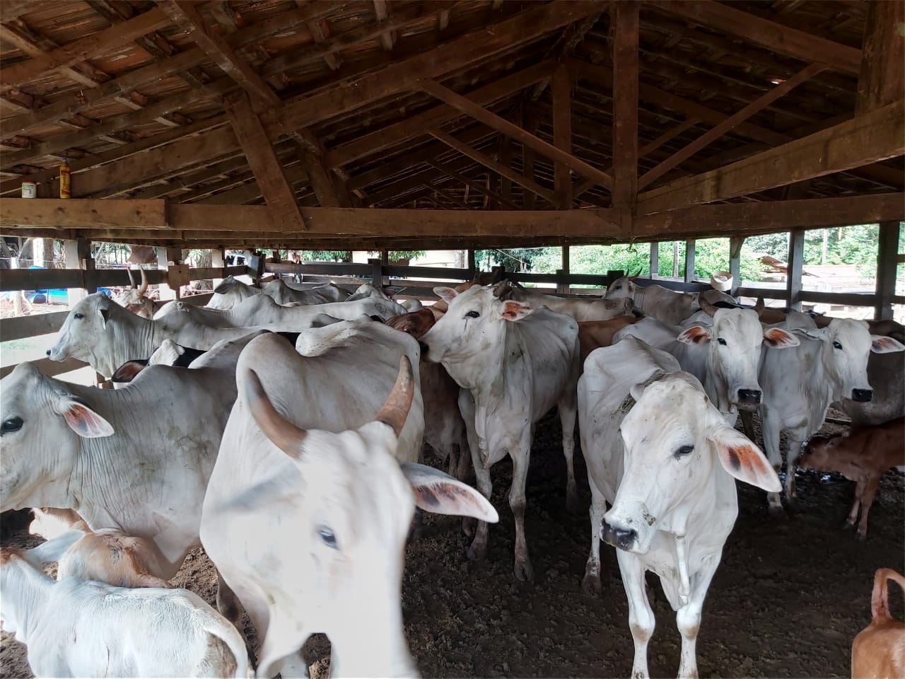 3º Fórum Goiás Livre de Febre Aftosa Sem Vacinação será nesta quinta (9)