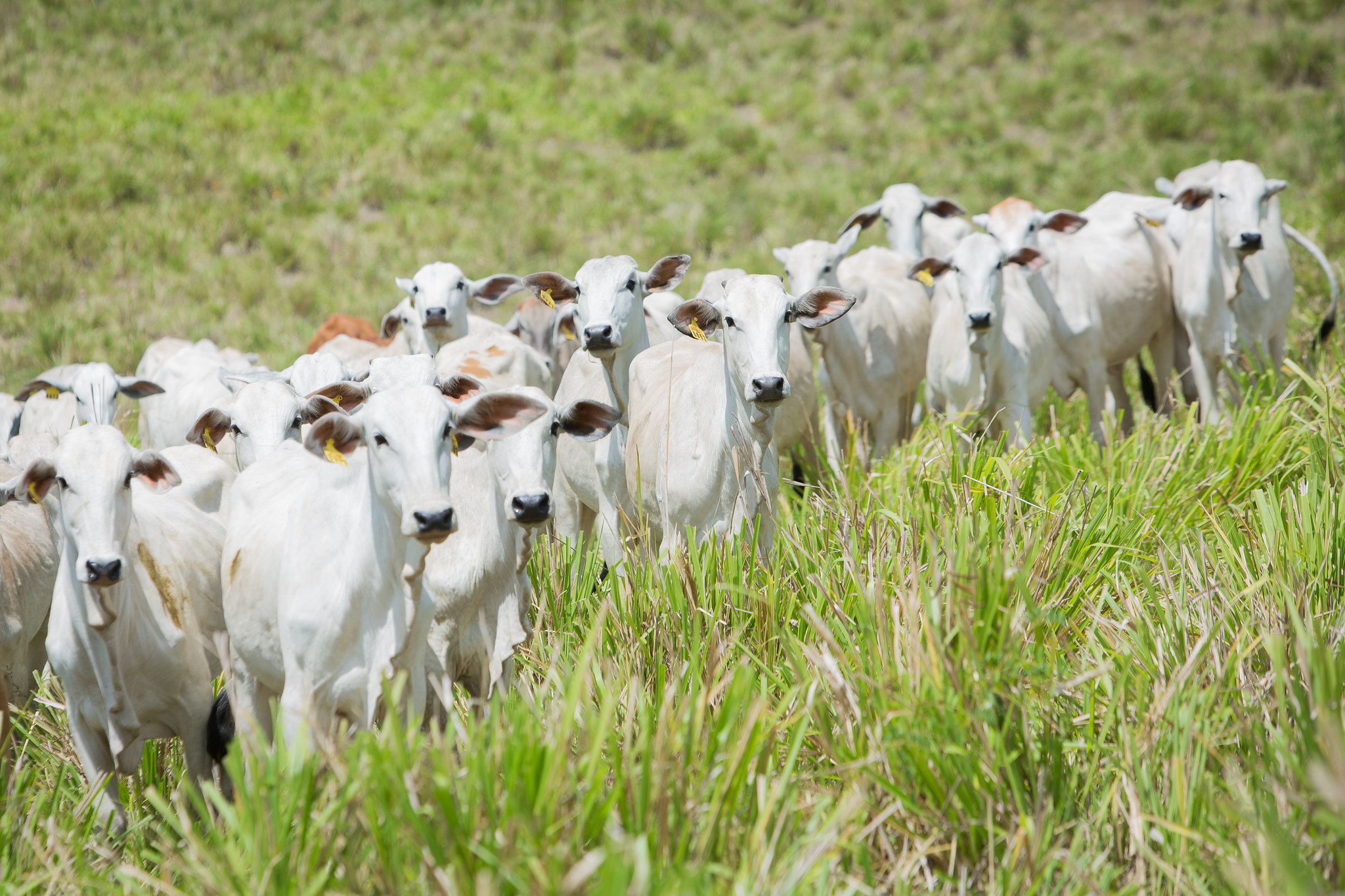 FCO aprova mais de R$ 36 milhões para modalidade Rural, em Goiás