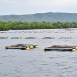 Criação de peixes é oportunidade para agricultura familiar, diz técnico da Emater