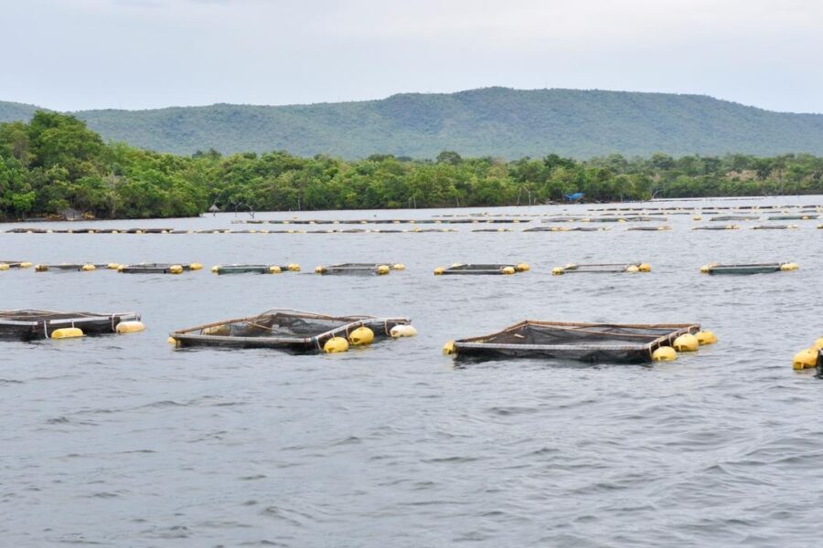 Criação de peixes é oportunidade para agricultura familiar, diz técnico da Emater