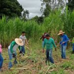 Emater promove Dia de Campo nesta sexta, 18, em Morrinhos