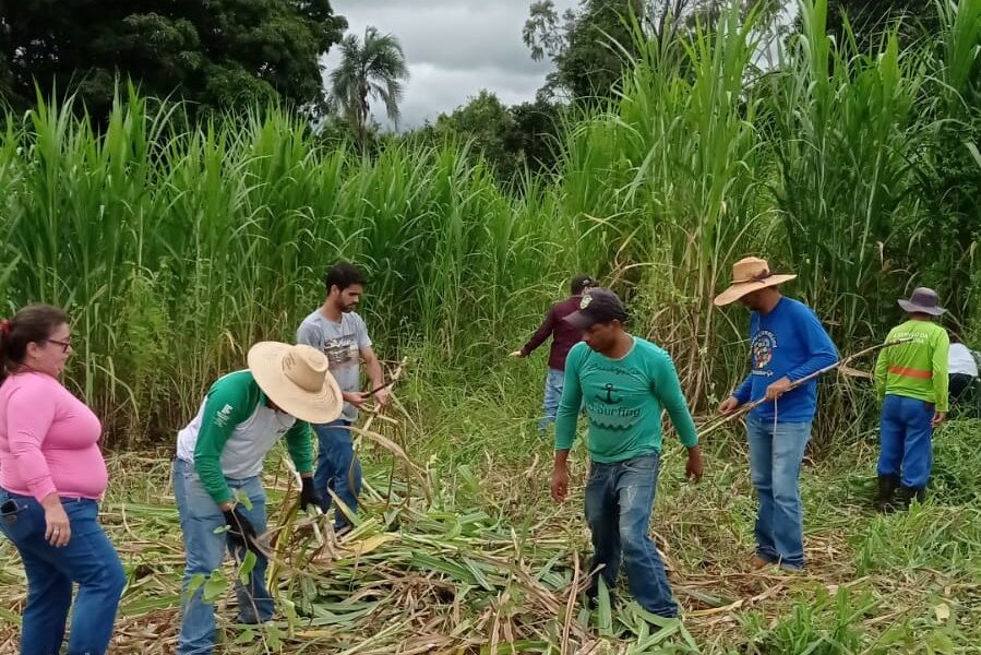 Emater promove Dia de Campo na próxima sexta-feira (18) em Morrinhos