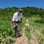 Agropecuária cria 6,4 mil vagas formais de trabalho em 2021