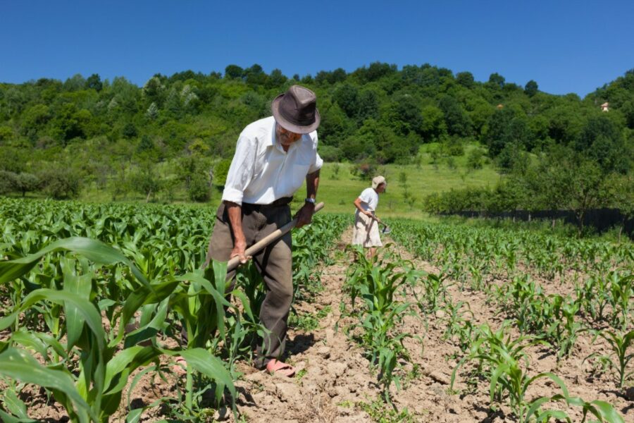 Agropecuária cria 6,4 mil vagas formais de trabalho em 2021