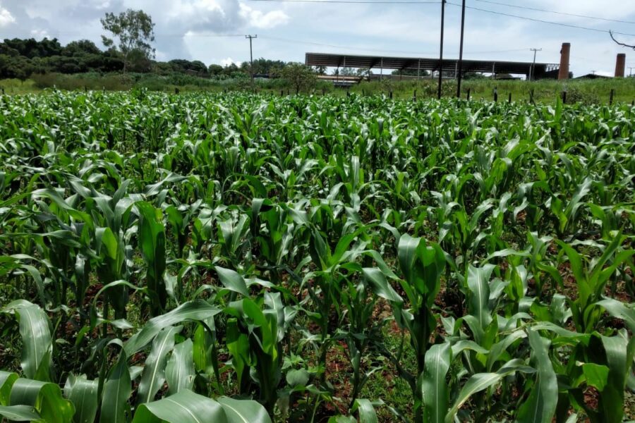 Reeducandos trabalham na Fazenda-Escola do Complexo Prisional de Aparecida
