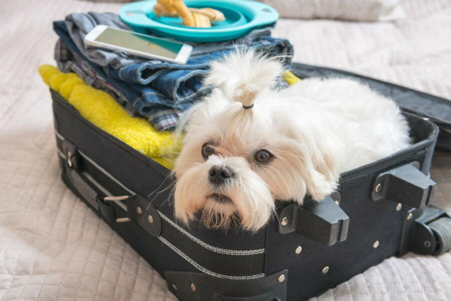 Procon Goiás alerta sobre regras para o transporte de animais em viagens de avião