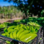 Em 2022, Valor Bruto da Produção de banana deve crescer 51,7% em Goiás