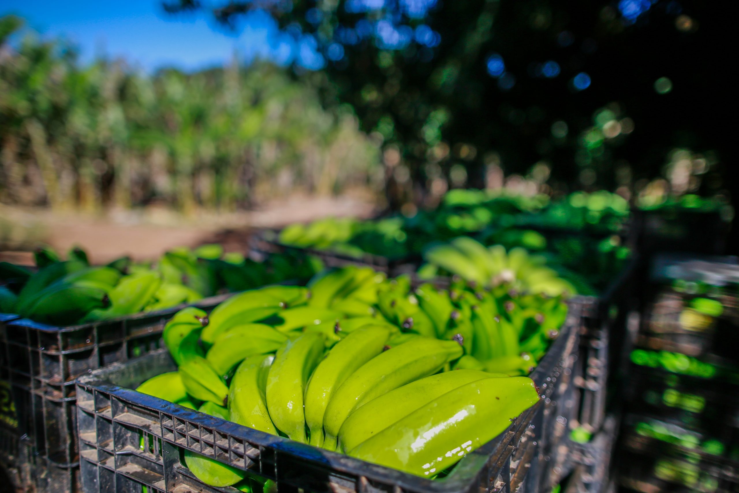 Em 2022, Valor Bruto da Produção de banana deve crescer 51,7% em Goiás