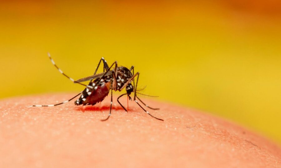 Saúde alerta para avanço dos casos de dengue no Estado