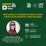 Emater transmite live sobre BRS Capiaçu e seus benefícios para pecuária leiteira