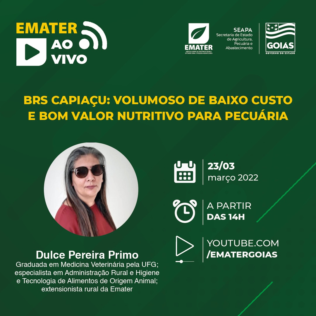 Emater transmite live sobre BRS Capiaçu e seus benefícios para pecuária leiteira