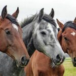 Manual da Agrodefesa orienta criadores e veterinários sobre Passaporte Equestre