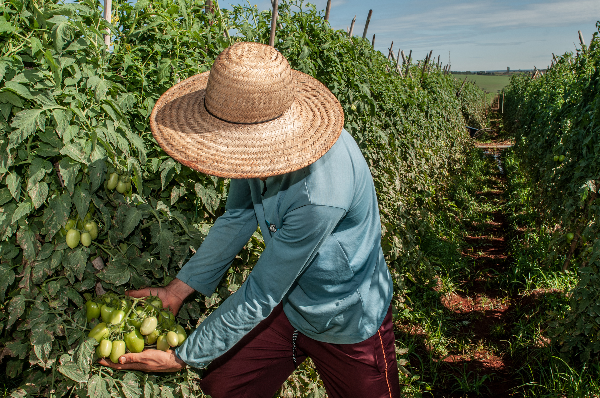 Em Goiás, setor agropecuário já criou mais de 7,2 mil empregos formais em 2022