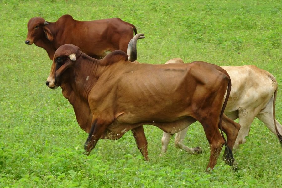 4,9 mil bezerros serão produzidos por ano com vendas de touros PO pelo Pró-Genética