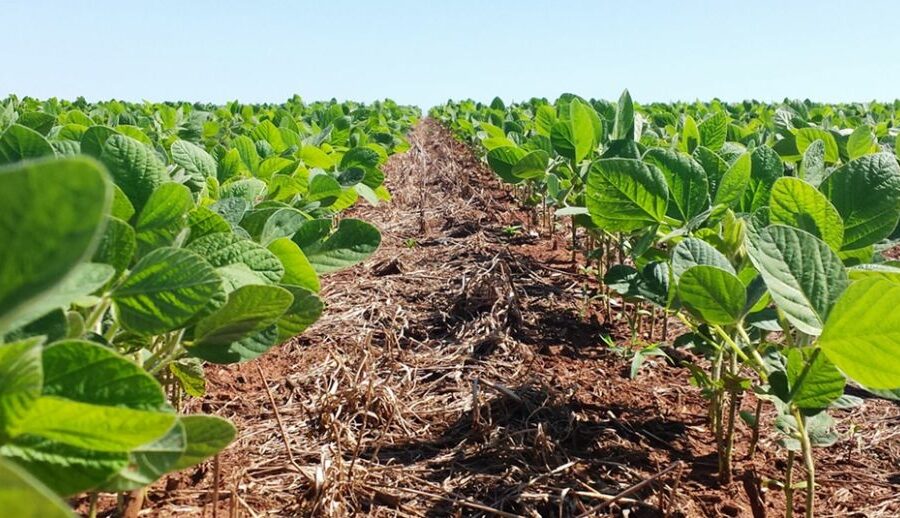 Agrodefesa fixa novas regras para cultura da soja