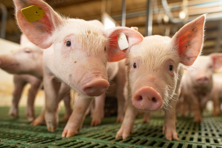 Aprovados R$ 71 milhões para novos financiamentos do FCO Rural em Goiás